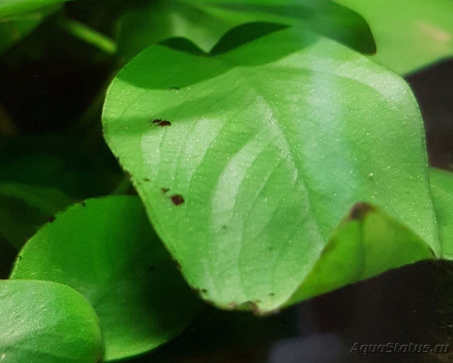 Анубиас ксенококус