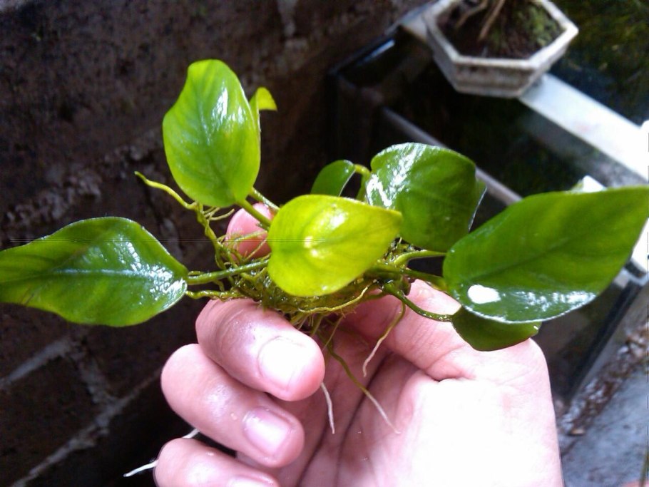 Анубиас Минима, шт