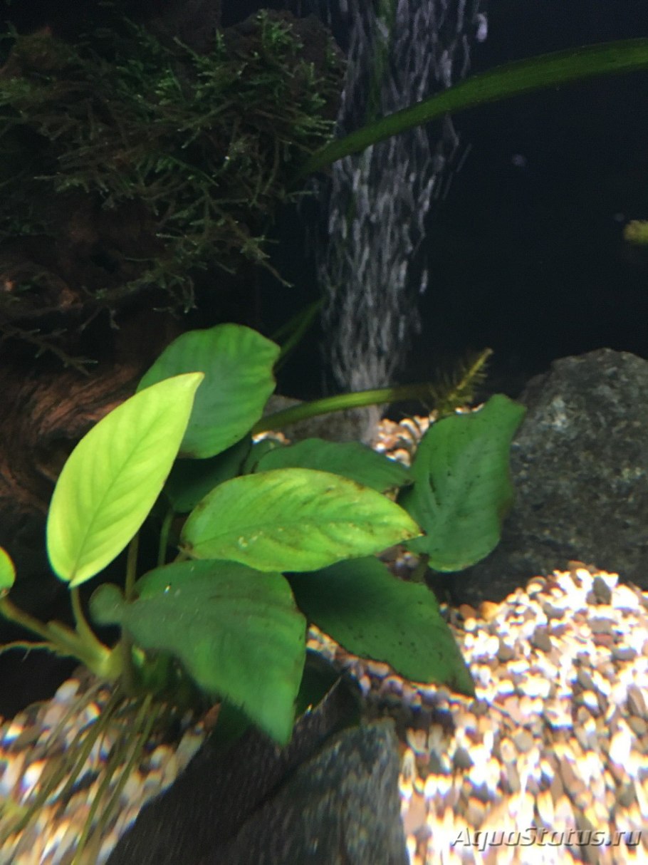 Аквариумное растение анубиас