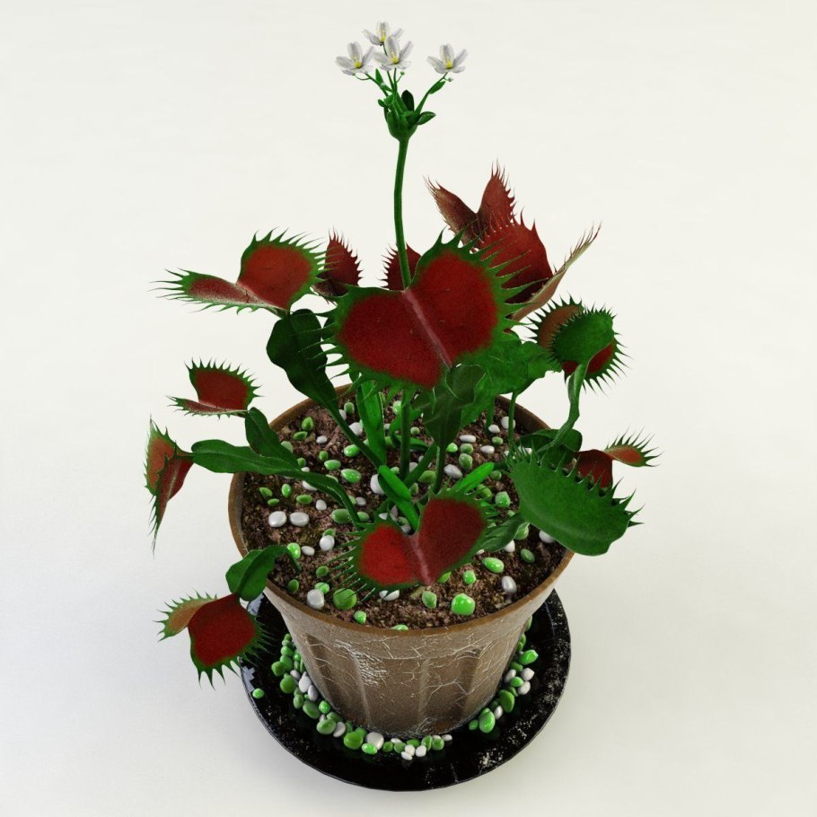 Венерина мухоловка в горшке