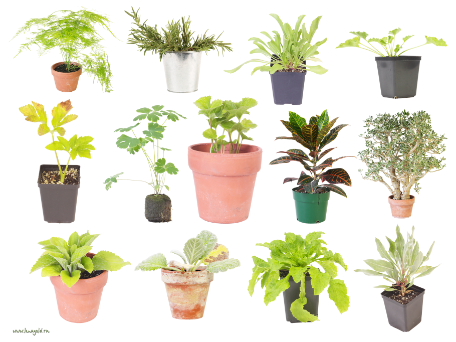 Комнатные растения в горшках