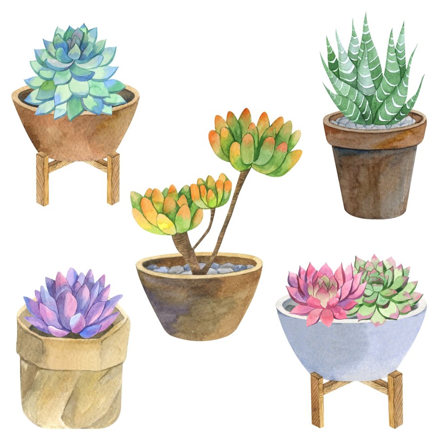 Акварельные растения в горшках