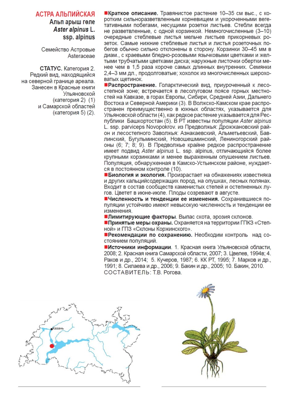 Астра Альпийская красная книга Свердловской области