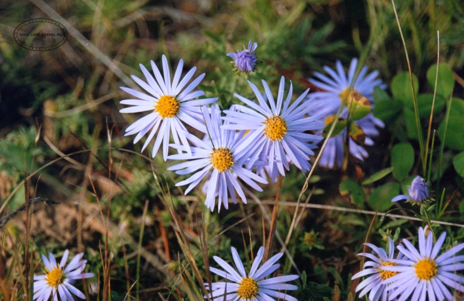 Астра Альпийская Glory