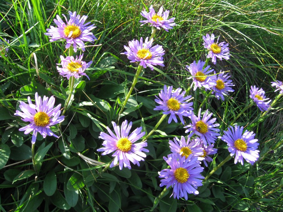 Астра многолетняя Дженни