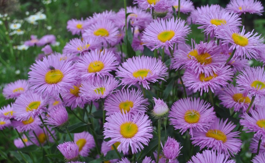 Астра Альпийская сентябринка