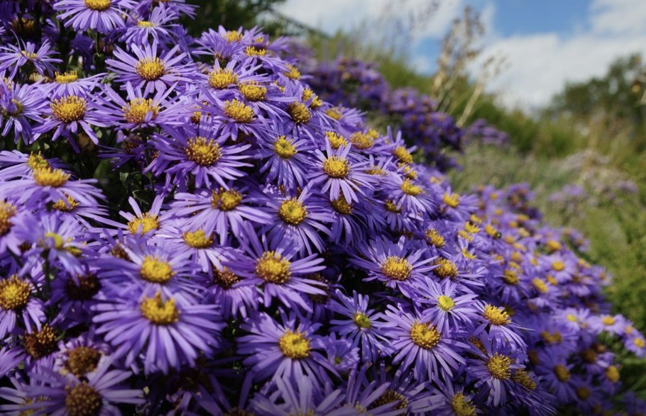 Астра Альпийская / Aster Alpinus "Dark Beauty"