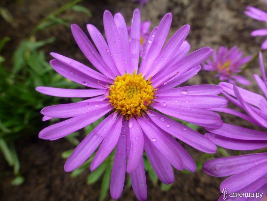 Астра Альпийская (Aster Alpinus) (Mix)
