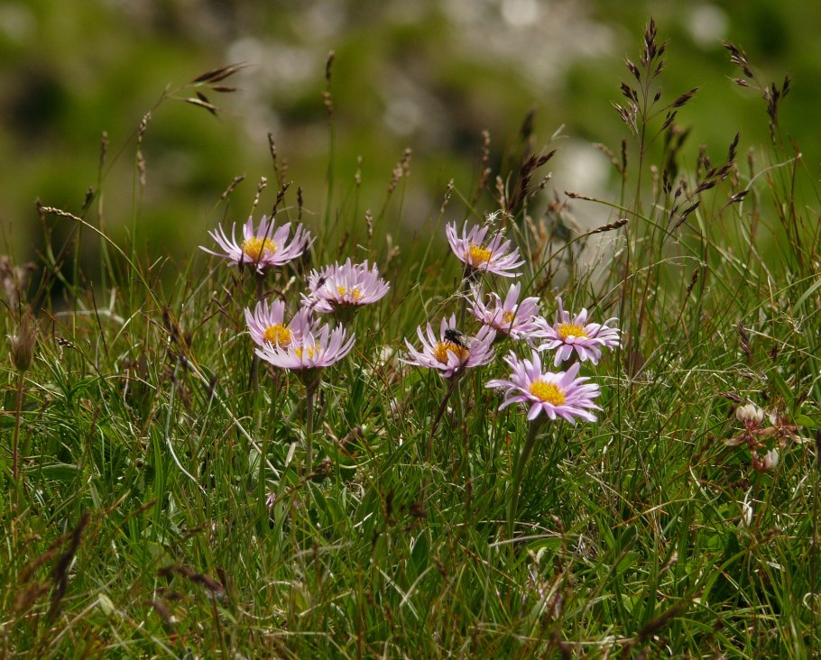 Эригерон мелколепестник