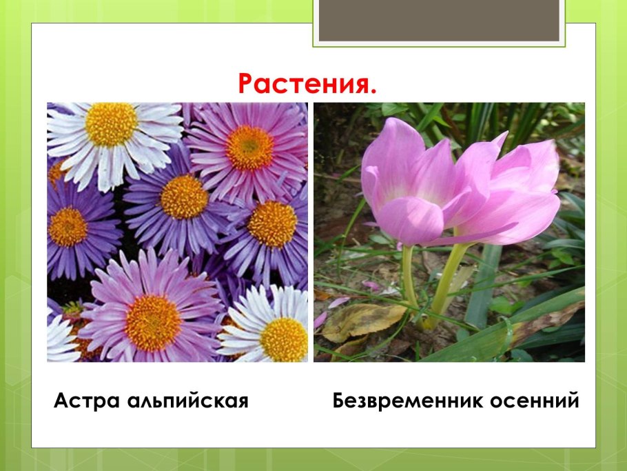 Астра Сибирская