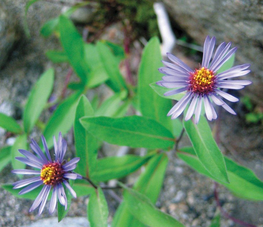 Астра Альпийская дикорастущая