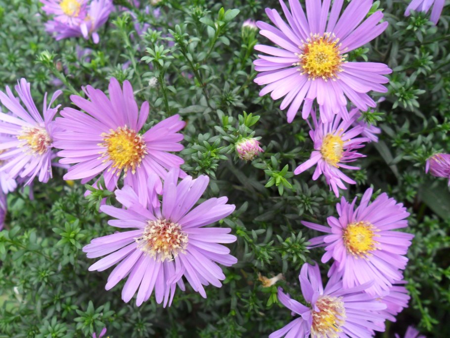 Сибирские полевые цветы