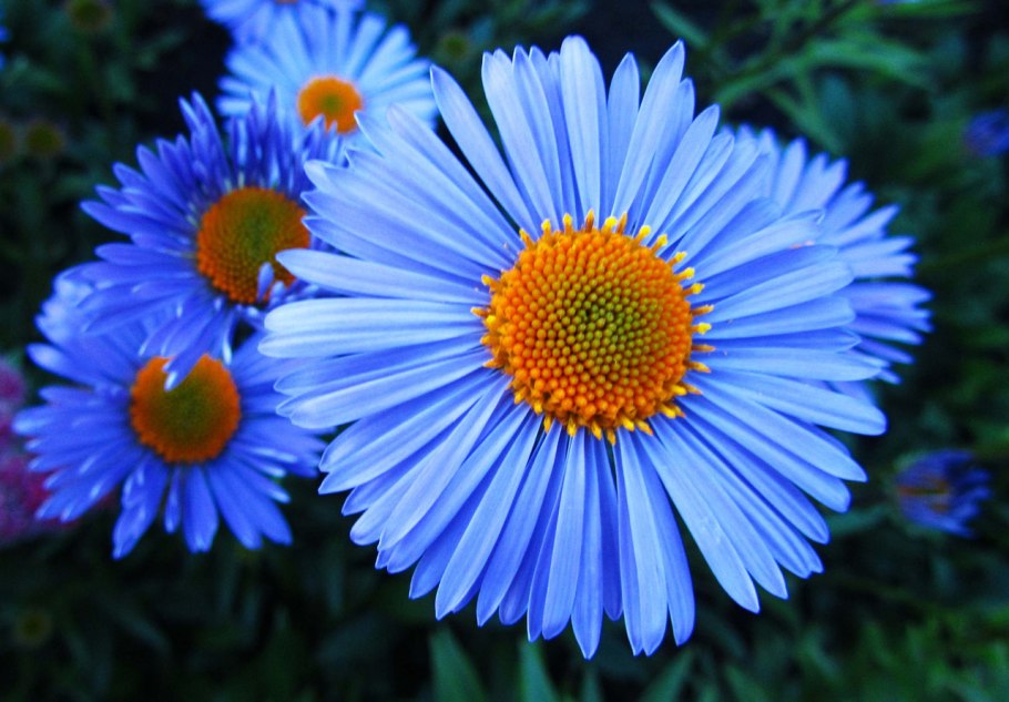 Aster amellus