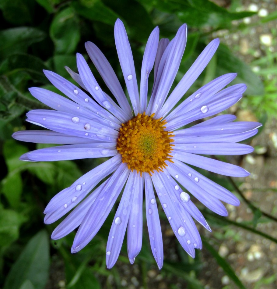 Астра Альпийская Альпинус