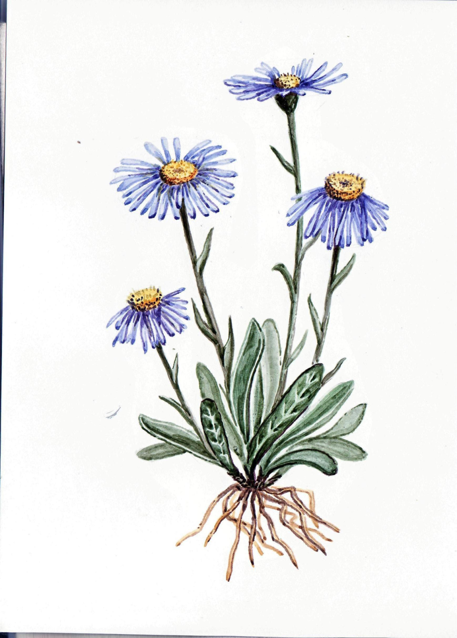 Астра Альпийская корневища