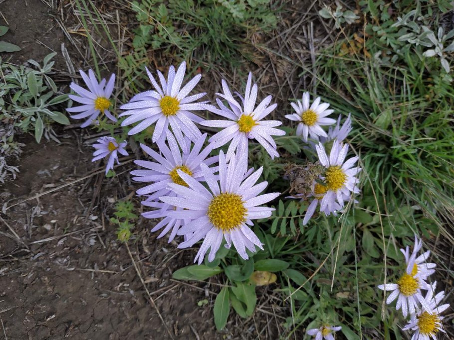 Астра Сибирская