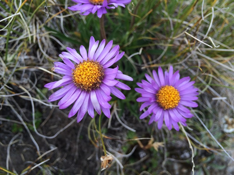 Астра Альпийская Голиаф