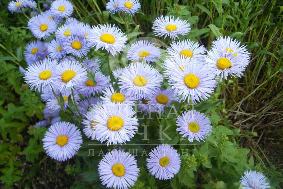 Астра Альпийская многолетняя