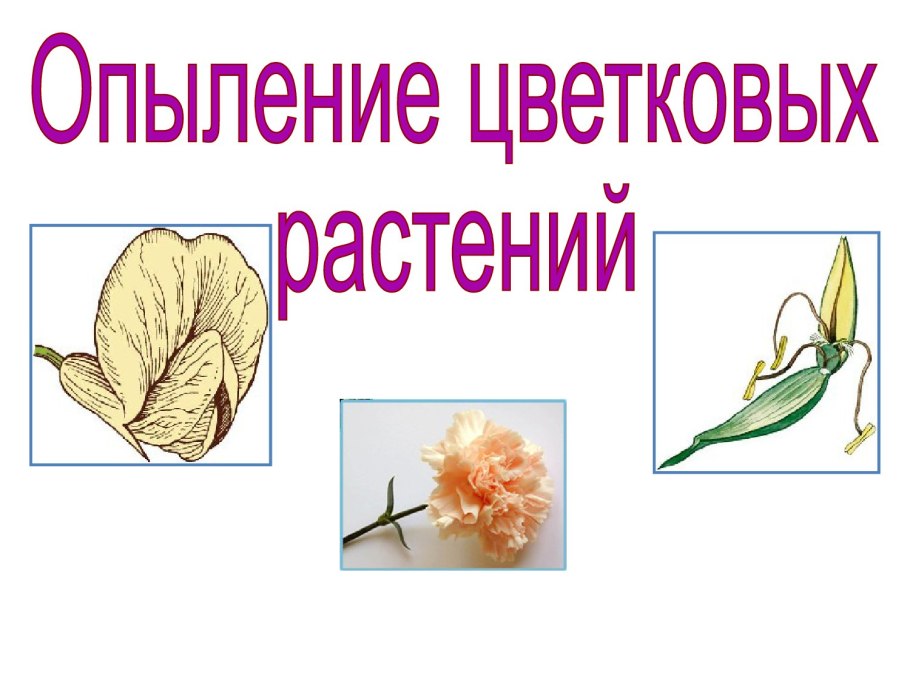 Семена одуванчика распространяются