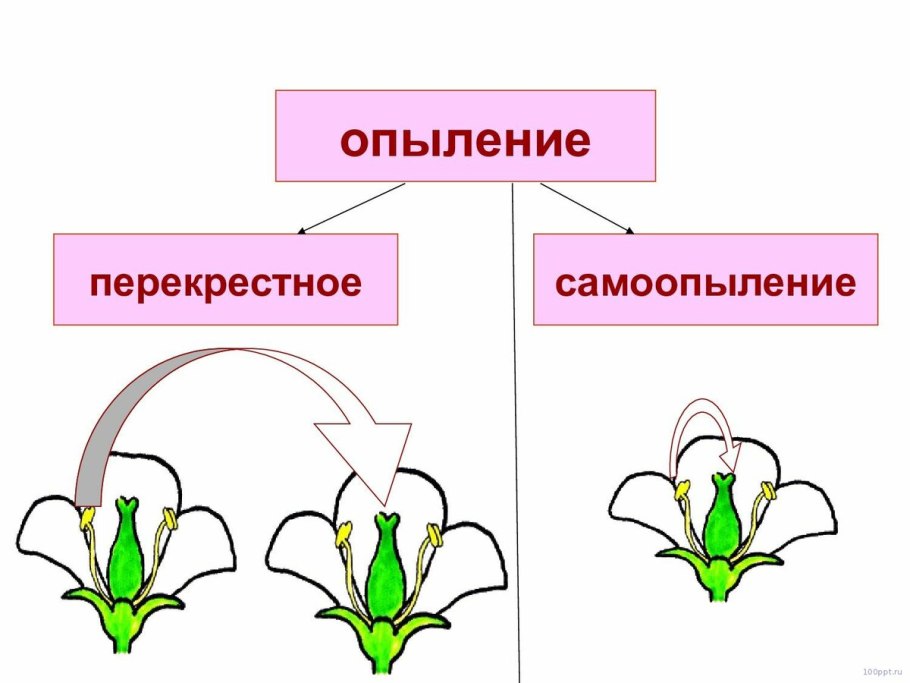 Медоносная пчела в пыльце