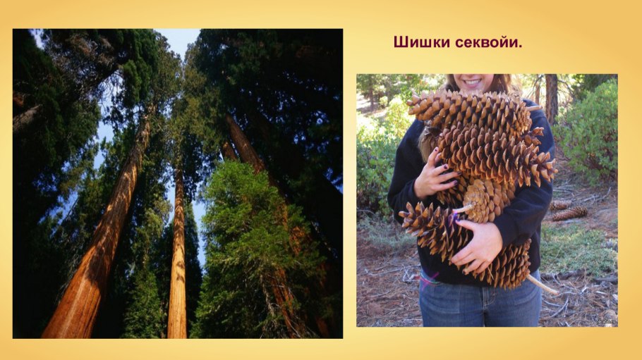 Сосна Ламберта шишки