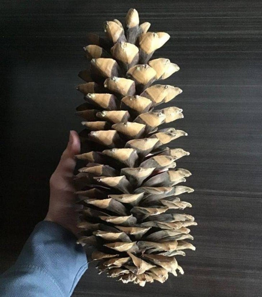 Шишки сосны Секвойя