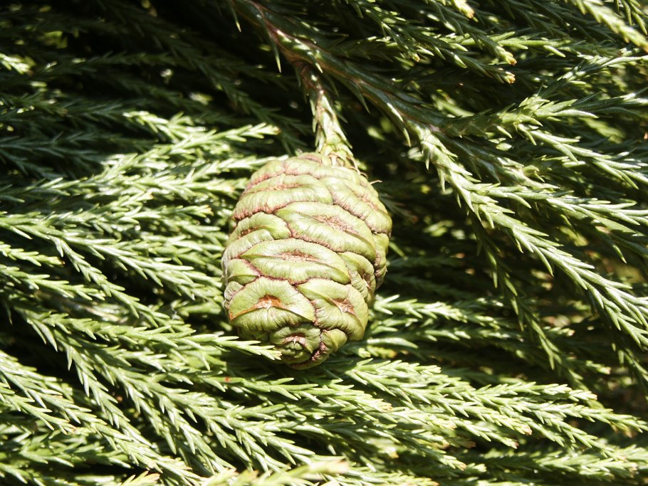Sequoiadendron giganteum