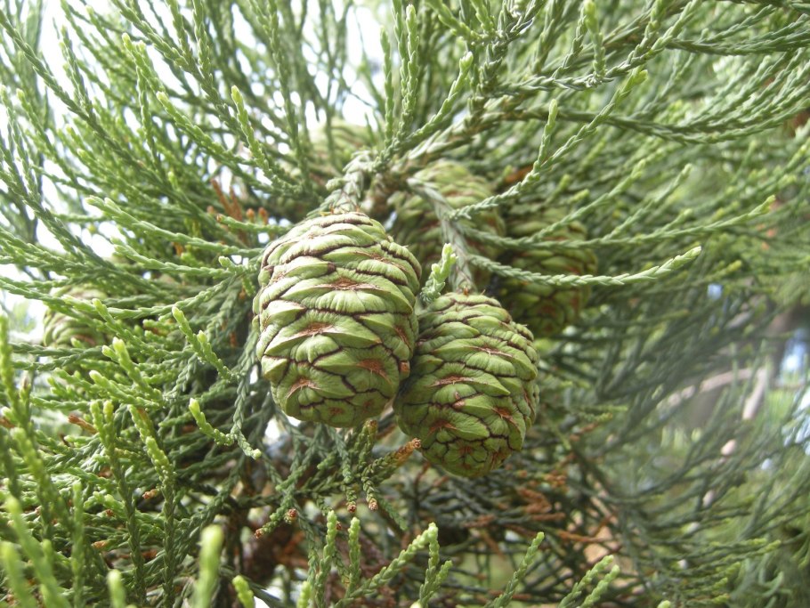 Pinus lambertiana шишки