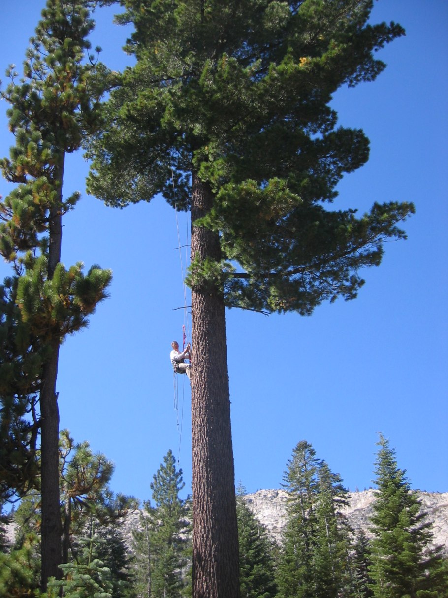 Сосны pinus lambertiana
