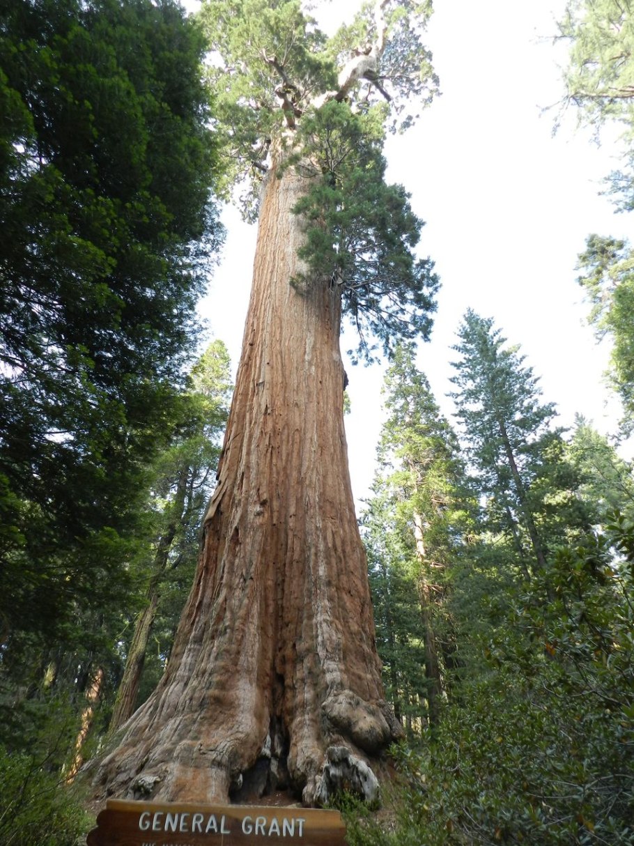 Шишка сосны Pinus lambertiana