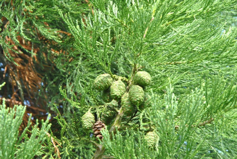 Pinus lambertiana шишки