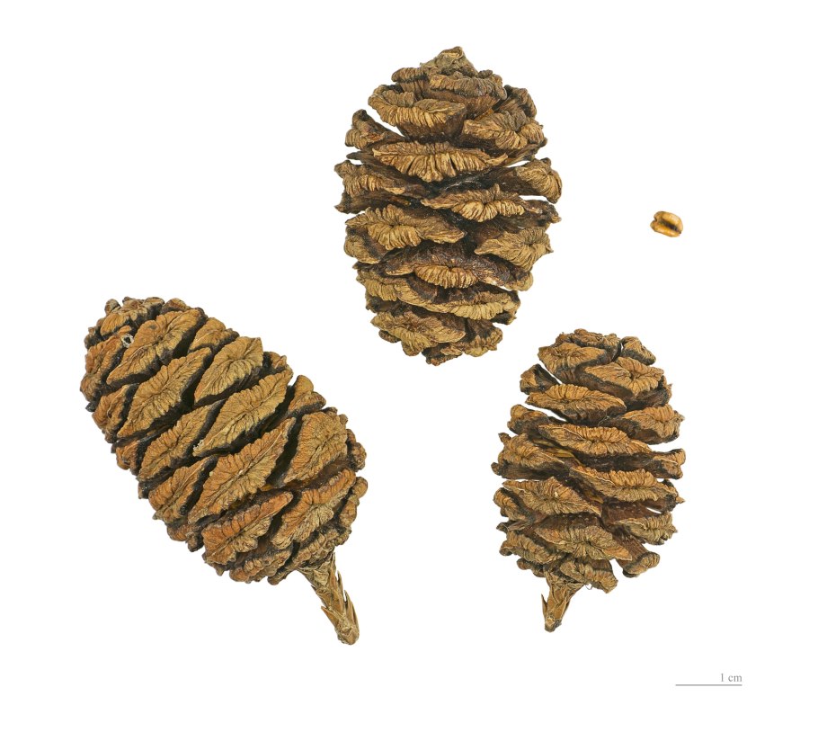 Шишка сосны Pinus lambertiana