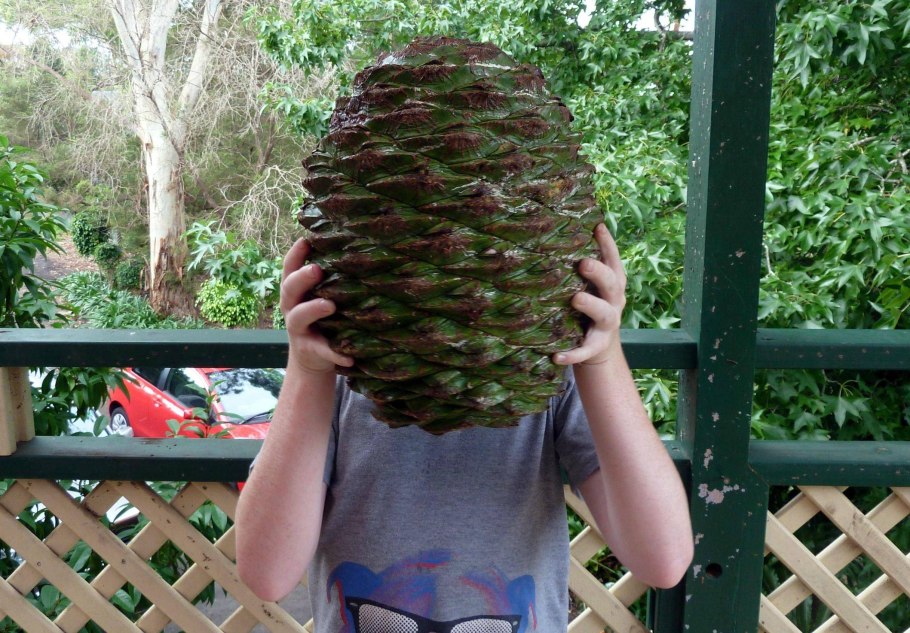 Шишка сосны Pinus lambertiana