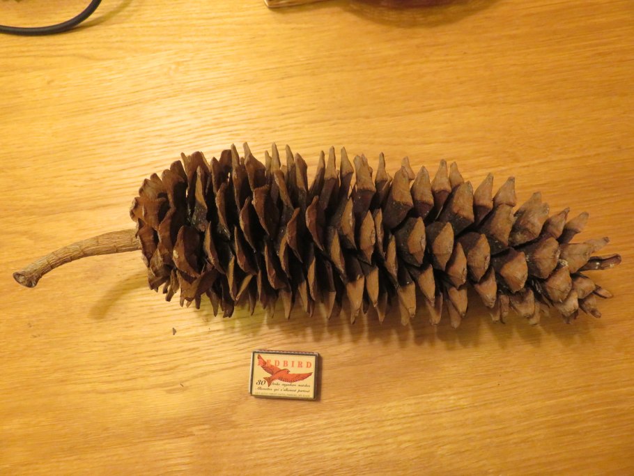 Шишка сосны pinus lambertiana