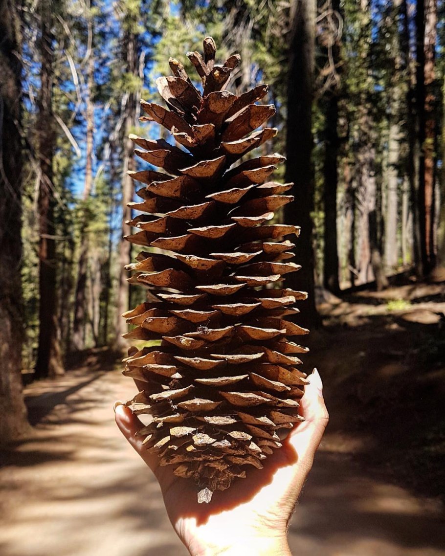 Sequoiadendron giganteum шишки