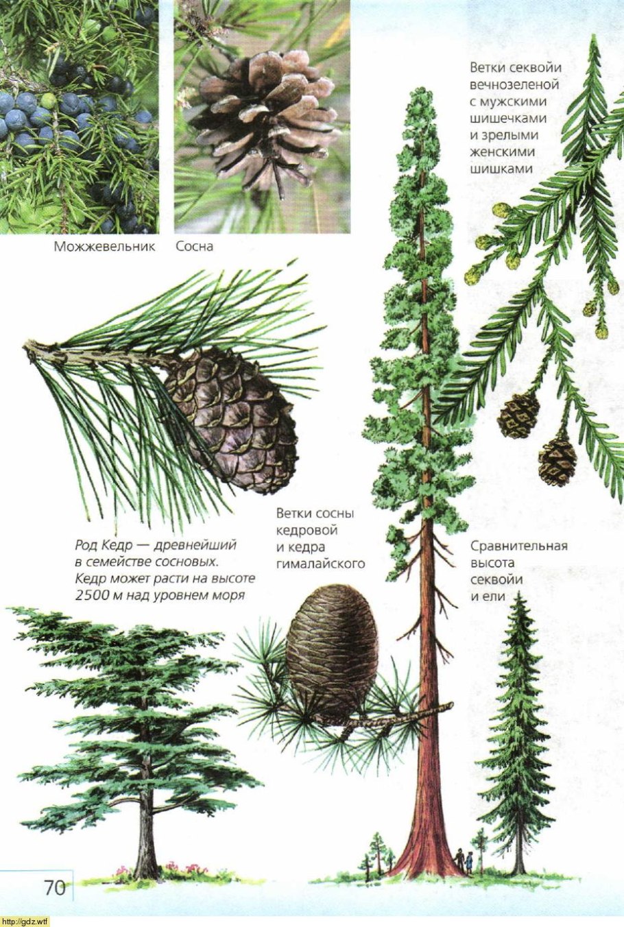 Сосны Pinus lambertiana