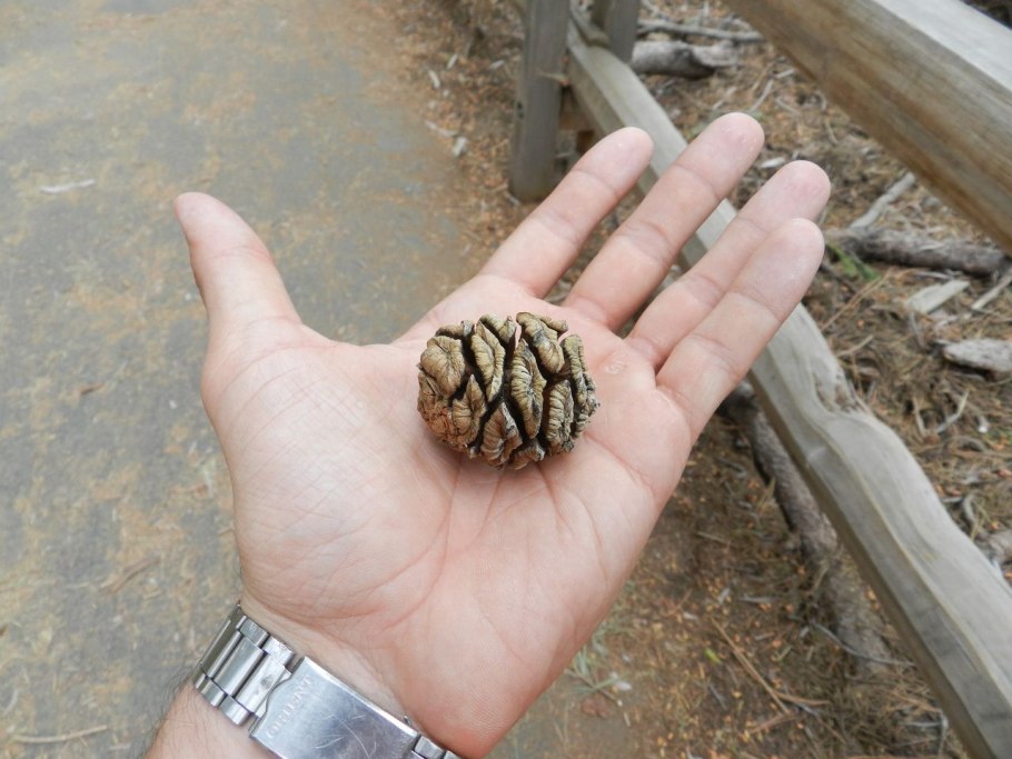 Sequoiadendron giganteum