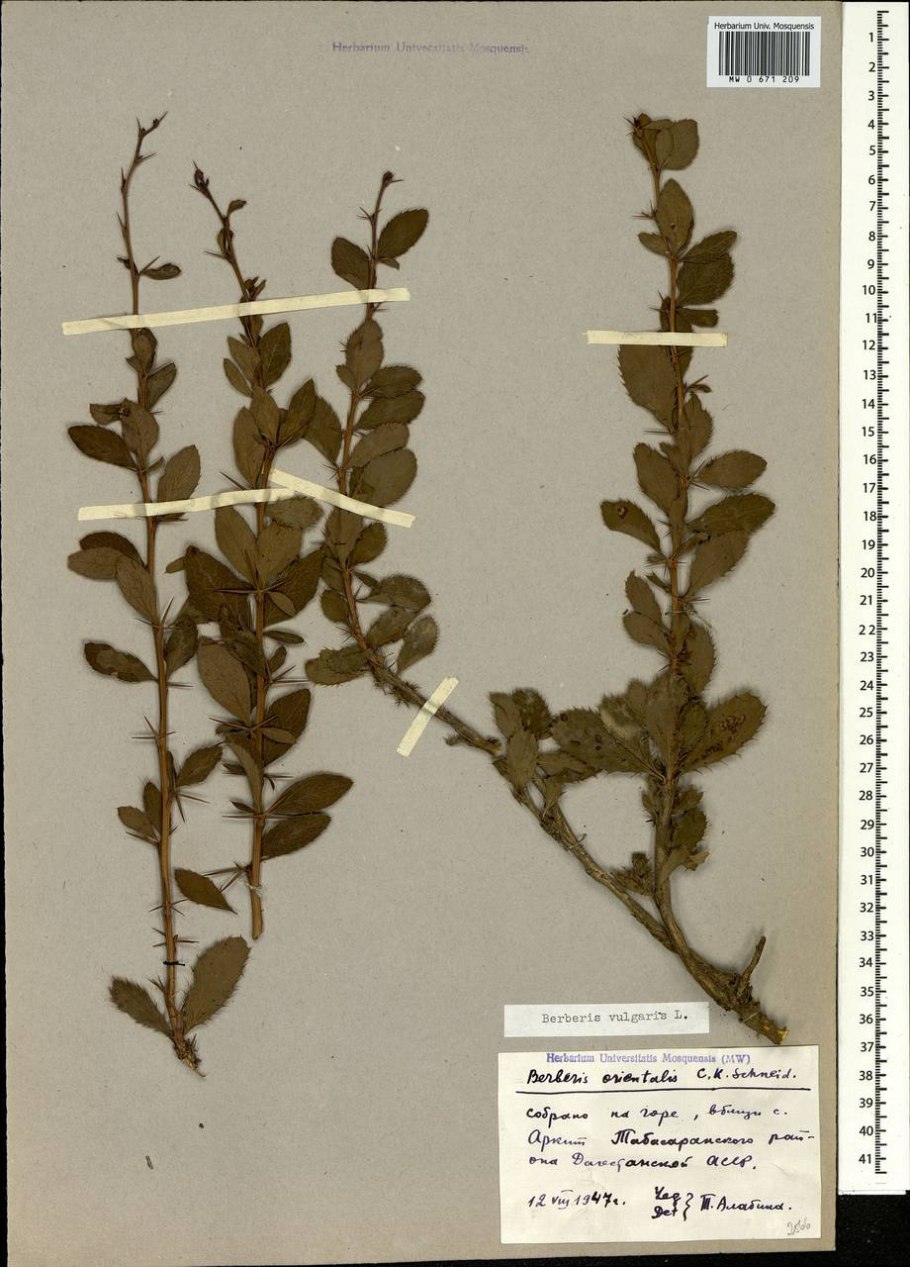 Барбарис Тунберга черенки