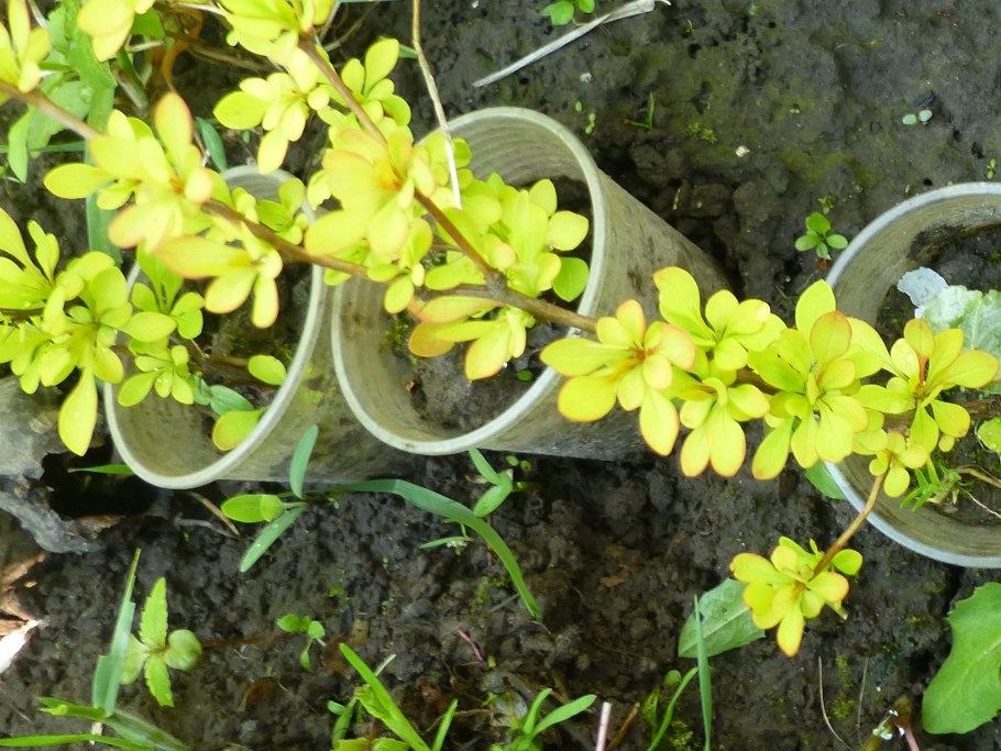 Способы вегетативного размножения растений черенкованием