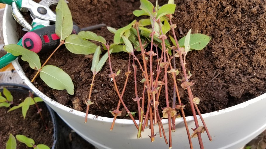 Барбарис Тунберга отводками