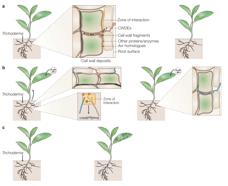 Обрезать малину осенью правильно