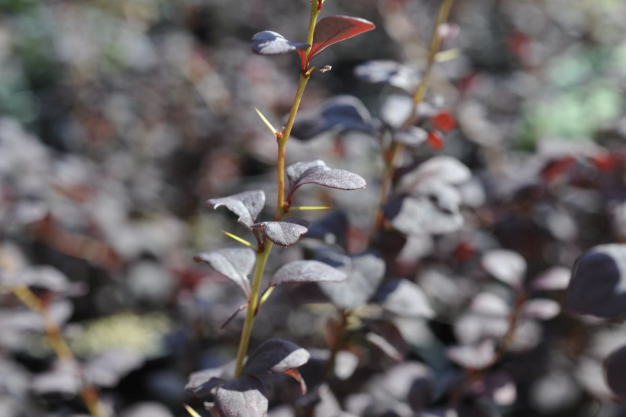 Пузыреплодник калинолистный размножение отводками