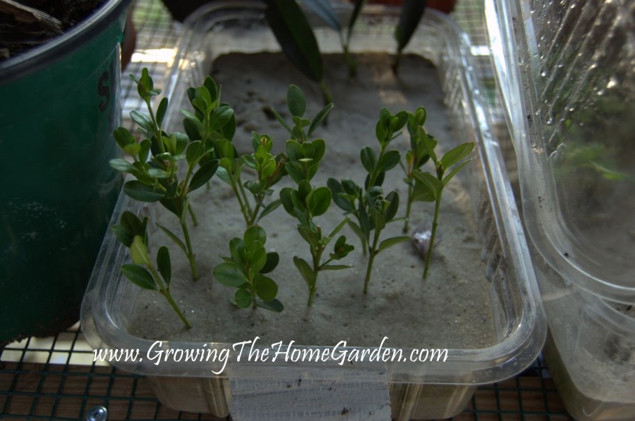 Гортензия размножение делением куста