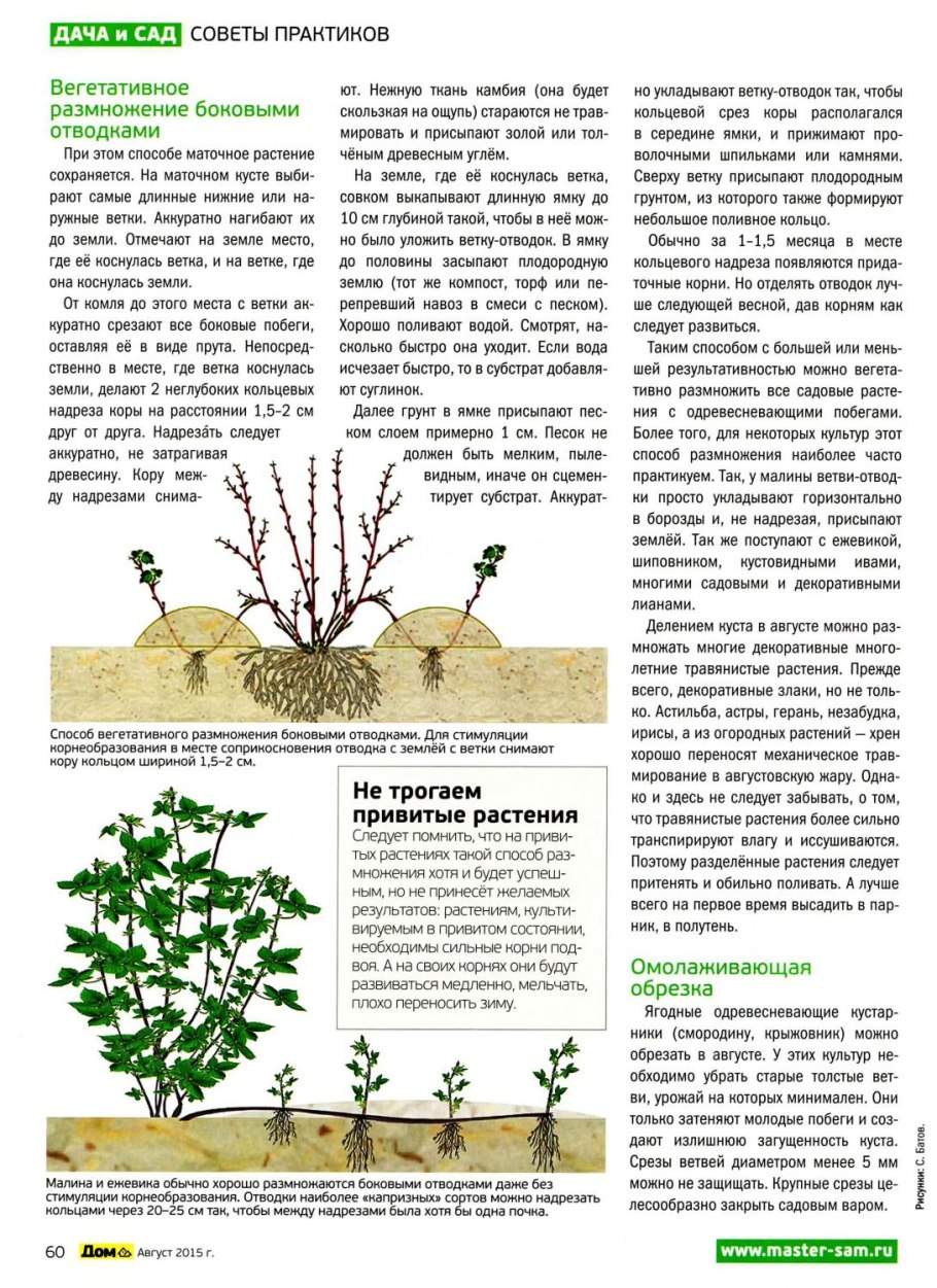 Как распускаются листья малины весной фото