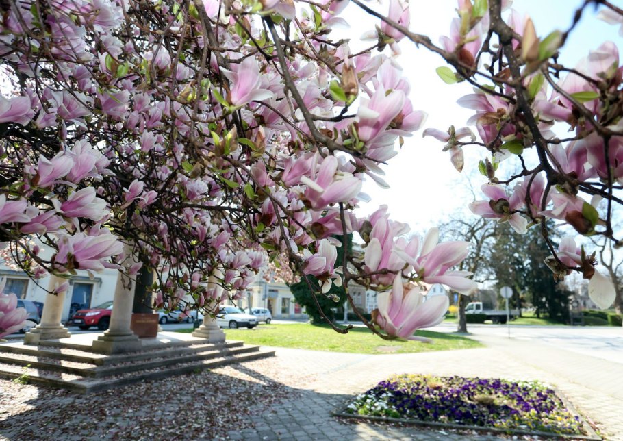 Магнолия Брянск