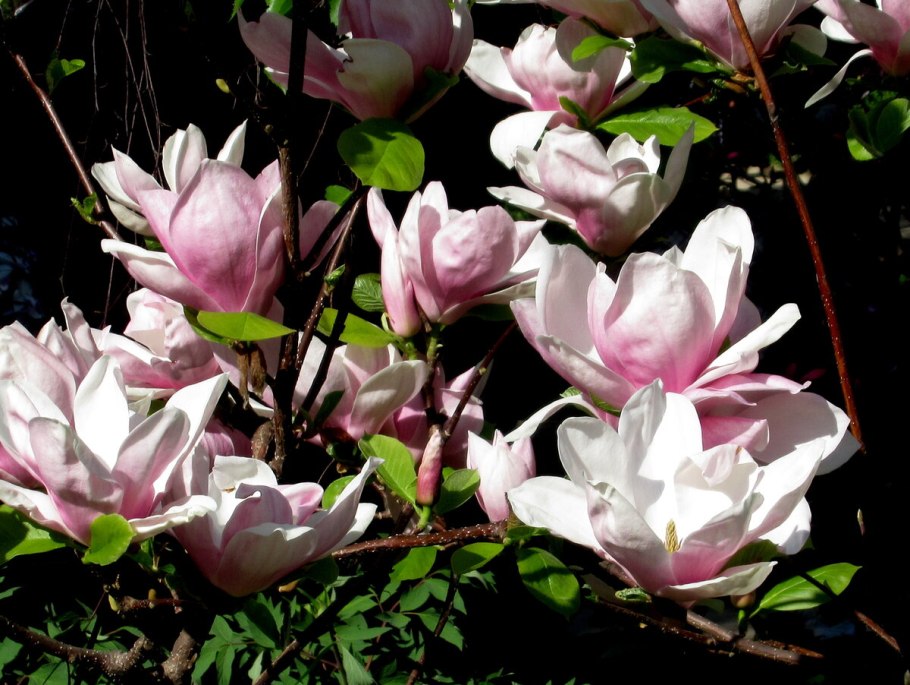 Пролетарский проспект 31 Магнолия