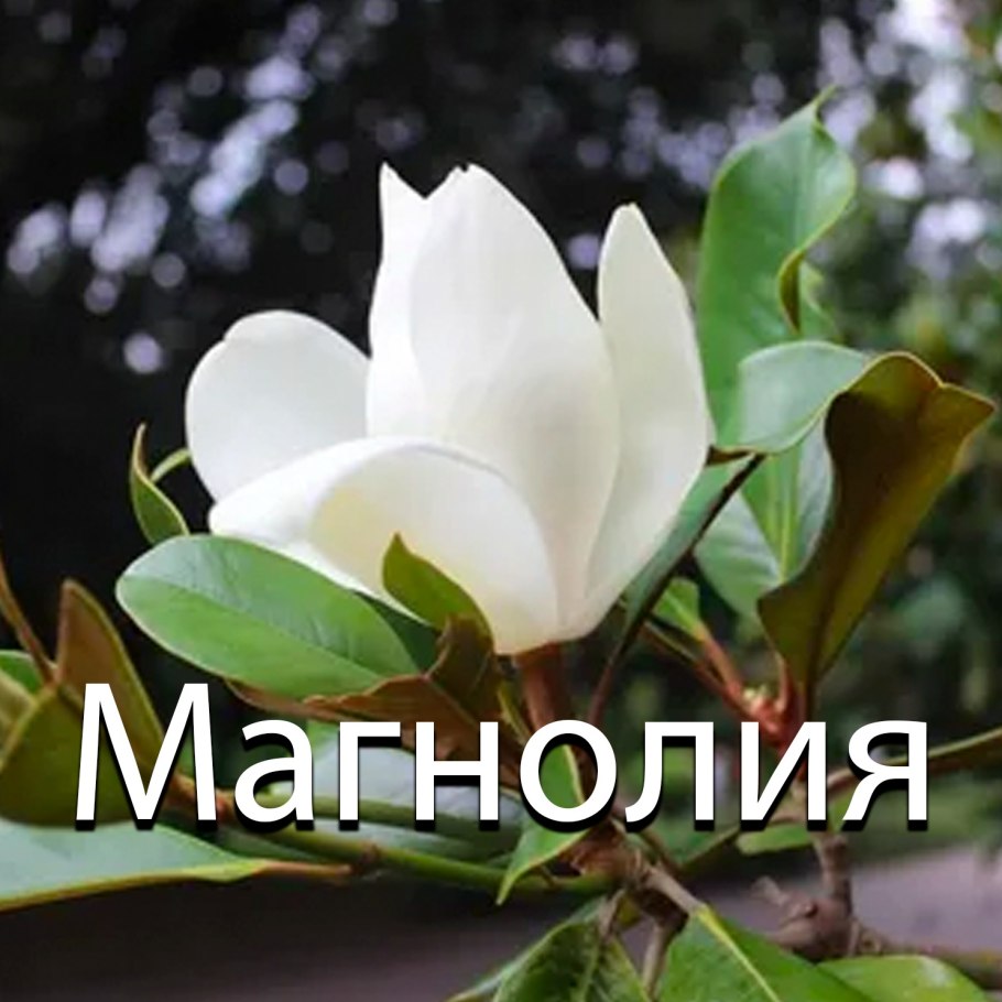 Кафе Магнолия Владикавказ