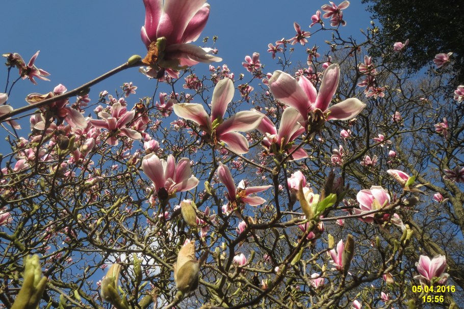 Магнолия не Листопадная