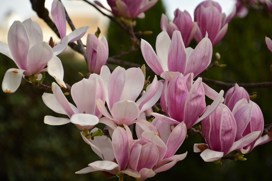 Магнолия в Ташкенте