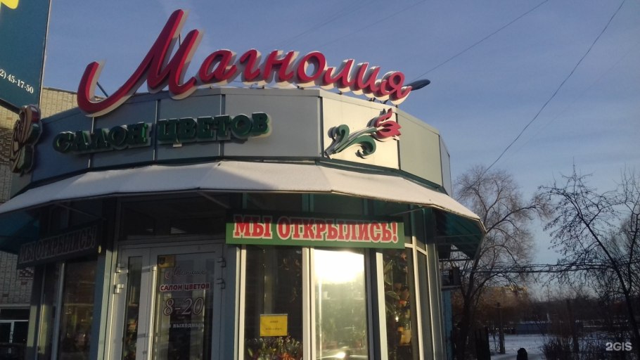 Магнолия Суланжа Вербаника